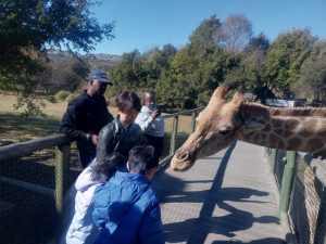 Lion Park and Safari