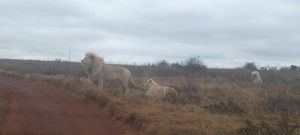 Lion Park and Safari