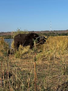 Kruger National Park